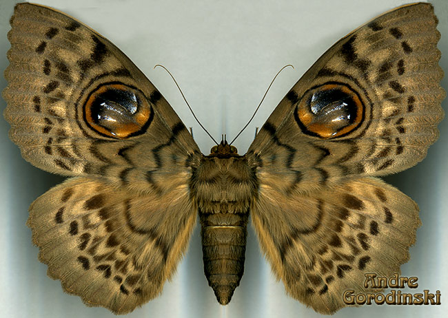 http://www.gorodinski.ru/lepidoptera/Erebus macrops.jpg